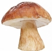 Білий гриб березовий: де росте, як виглядає, чи можна їсти, правила збору,  фото